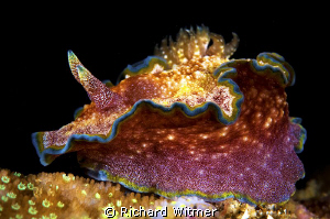 Another nudi???? (Glossodoris cincta).  D300/Inon Strobes... by Richard Witmer 
